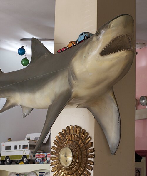 sharkroom